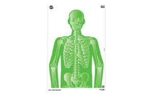 Green human skeleton illustration for medical study.