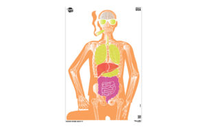 Colorful human skeleton with visible organs illustration