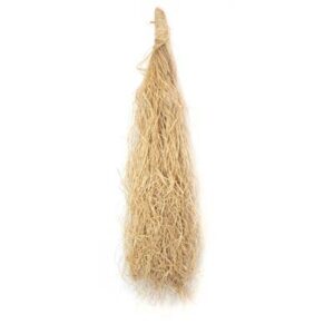 Broomcorn sorghum plant used for making brooms