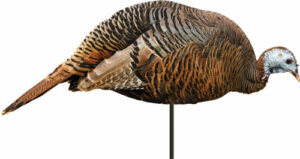 Realistic wild turkey decoy for hunting.