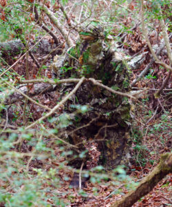 Camouflaged person hidden in forest vegetation.