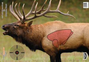 Elk target with marked shooting area.