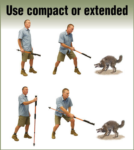 Man repelling wolf with extendable staff demonstration.