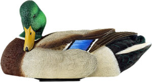 Mallard duck decoy resting on white background
