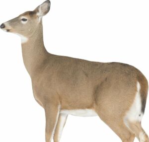 MONTANA DECOY DEER DREAMY DOE