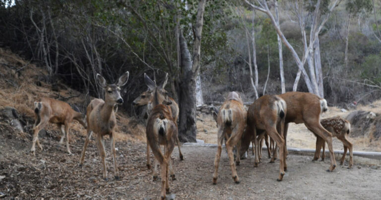 A mule deer herd in open country - a signature game animal for the .243 Winchester
