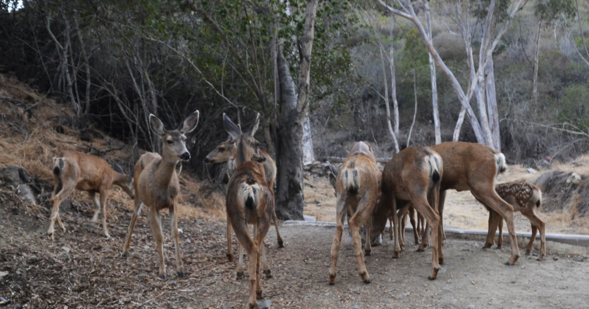 A mule deer herd in open country - a signature game animal for the .243 Winchester