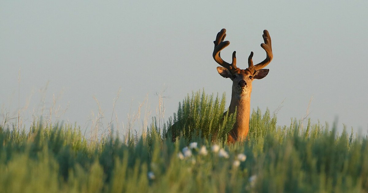 A whitetail deer buck with velvet antlers standing alert in tall grass at golden hour, a signature game animal for the 7mm Remington Magnum