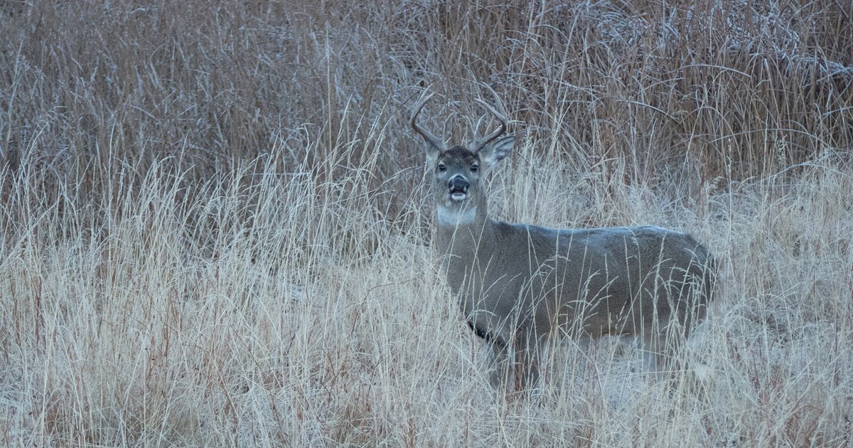 A whitetail buck in the woods, the signature game for the .30-30 Winchester