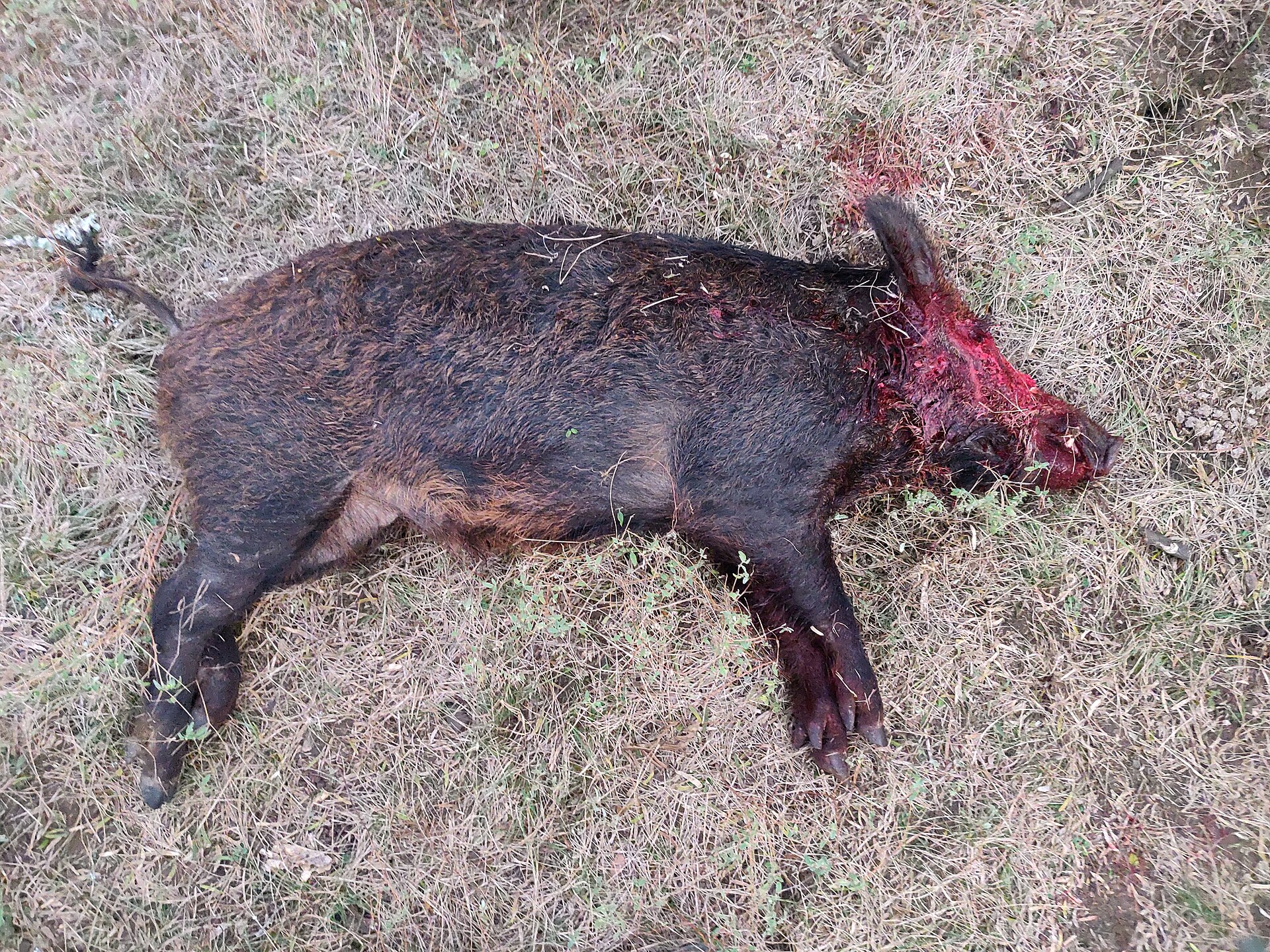 Feral hog in the Texas Hill Country