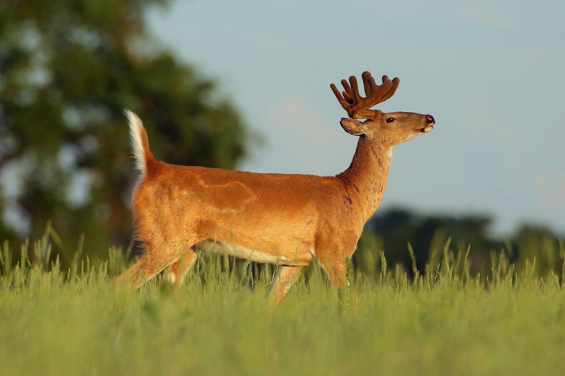 White-tailed deer buck in velvet