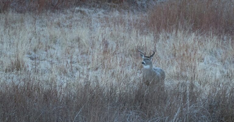 A whitetail buck in the woods, the signature game for the 6.5 Creedmoor